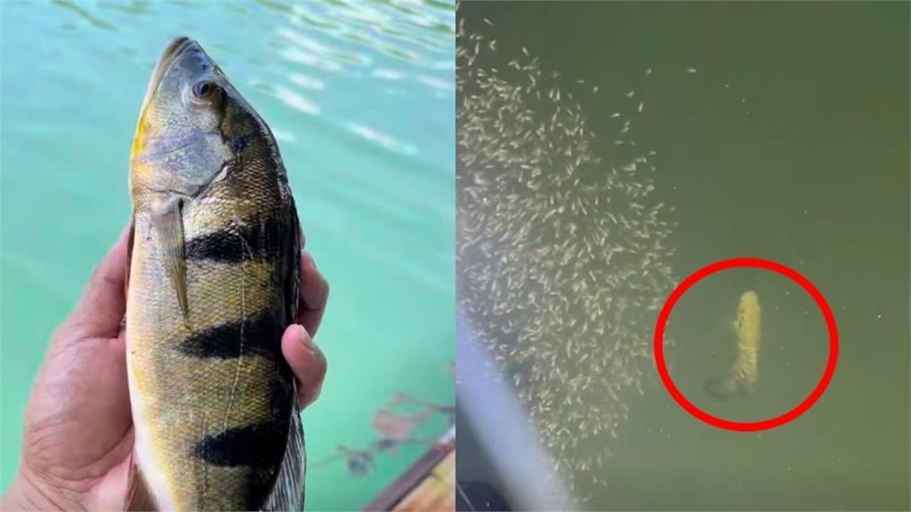 日月潭魚虎球「電撈數暴跌」！縣府憂新危機：恐被「皇冠三間」取代稱王