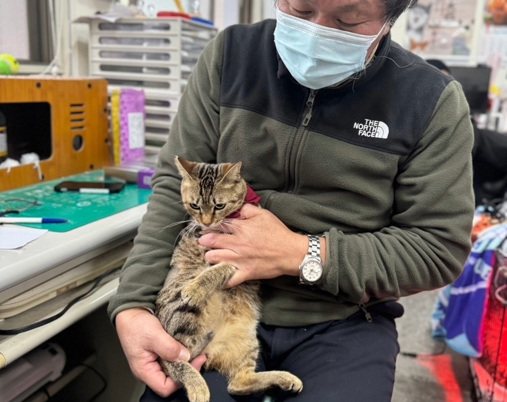 尾巴感染潰爛險死 新北動保處治癒虎斑黑貓再找認養家庭 4 cnews204251110a02