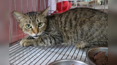 尾巴感染潰爛險死 新北動保處治癒虎斑黑貓再找認養家庭