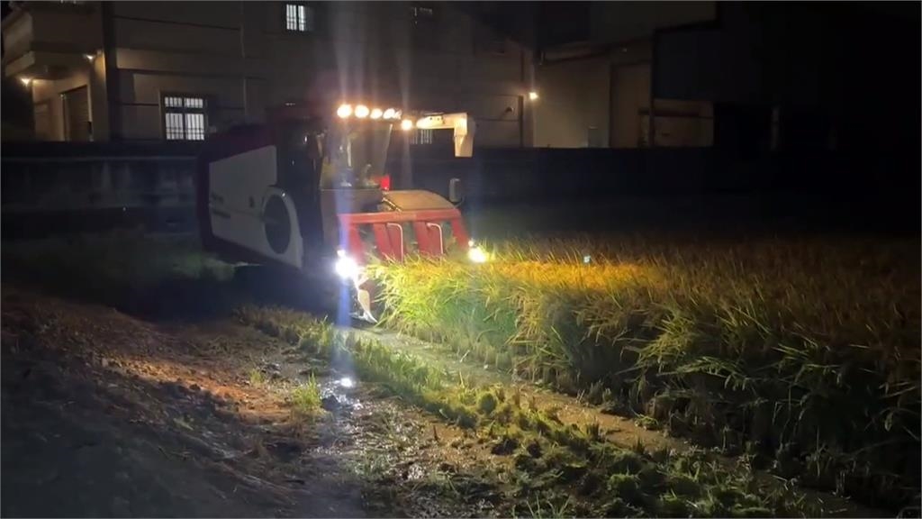 「鳳凰」來勢洶洶稻農連夜搶收　西螺農會：乾燥廠２４小時不打烊