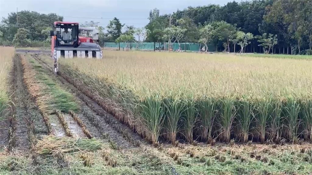「鳳凰」來勢洶洶稻農連夜搶收　西螺農會：乾燥廠２４小時不打烊