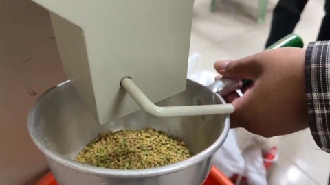 「鳳凰」來勢洶洶稻農連夜搶收 西螺農會:乾燥廠24小時不打烊