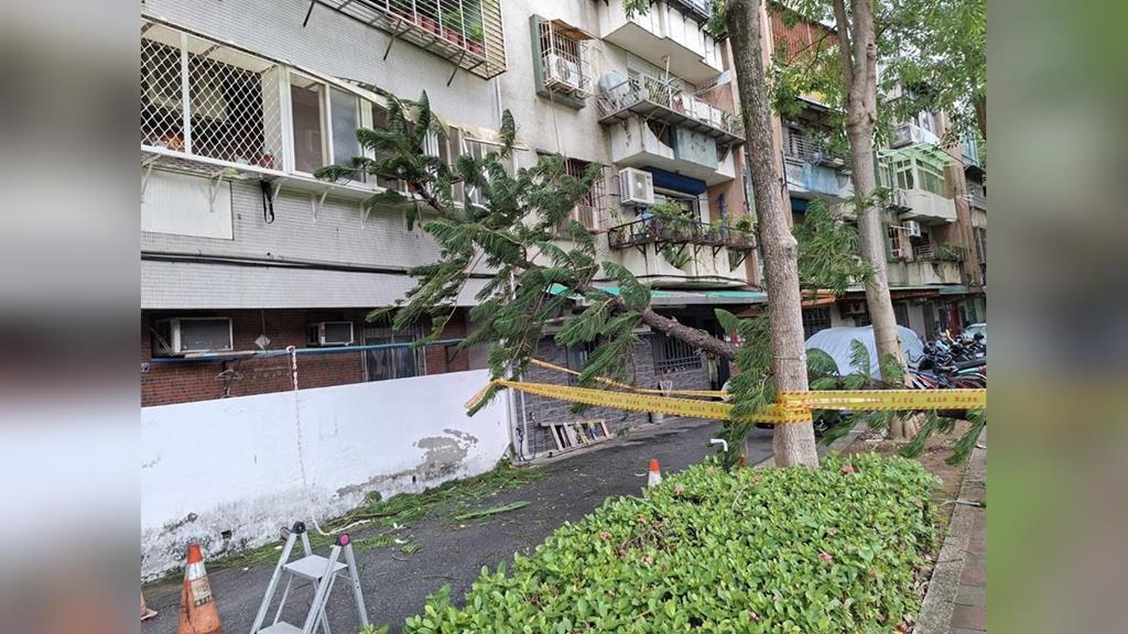 不敵強風！　北投立農公園路樹倒塌　壓毀民宅鋁窗　橫躺巷弄阻通行