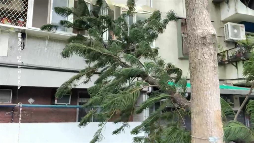 不敵強風! 北投立農公園路樹倒塌 壓毀民宅鋁窗 橫躺巷弄阻通行