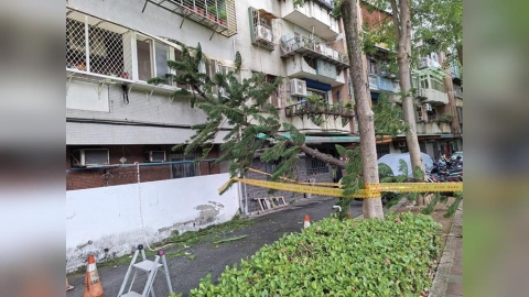 不敵強風! 北投立農公園路樹倒塌 壓毀民宅鋁窗 橫躺巷弄阻通行