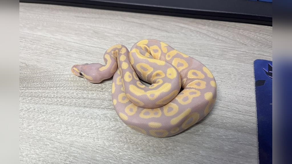 4天收容1隻寵物蛇　新北市動保處籲加強飼養管理