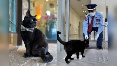8年攻防落幕！日尾道美術館「闖關小黑貓」過世　警衛不捨：常覺得牠會衝過來
