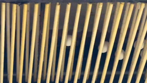 追芬普尼毒蛋汙染源 農業部長:2日內應該會有結果