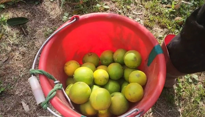 防颱作戰!柳丁盛產期 古坑果農多雇工人 拚搶收