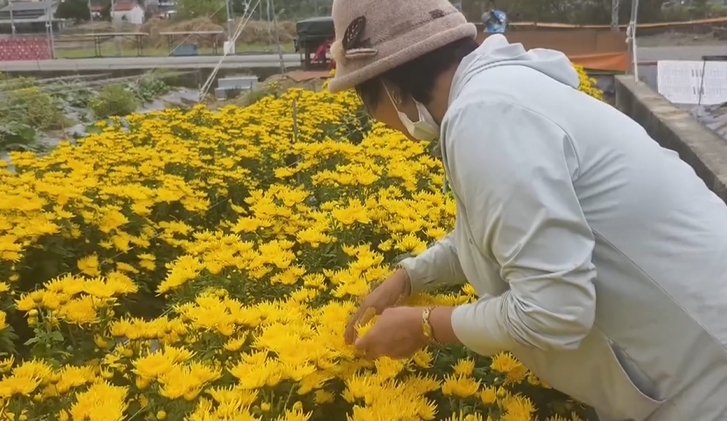 防颱作戰!柳丁盛產期 古坑果農多雇工人 拚搶收