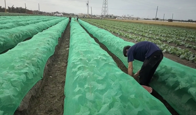 防颱作戰!柳丁盛產期 古坑果農多雇工人 拚搶收