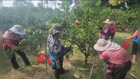 防颱作戰!柳丁盛產期 古坑果農多雇工人 拚搶收