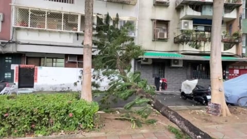 鳳凰已傳災情!北投立農公園「路樹倒塌」砸民宅 基隆1圍牆倒塌暫難修繕