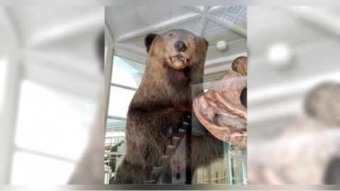 棕熊冬眠遭獵人吵醒！飢餓暴走「闖屋吞嬰」釀4死　札幌吃人熊下場曝