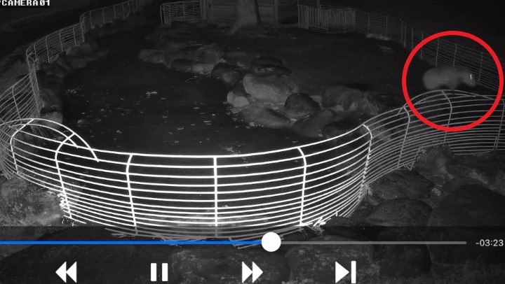 快新聞／跳出舒適圈？新北萬里「卡皮巴拉飛身逃家」　颱風將至主人急尋