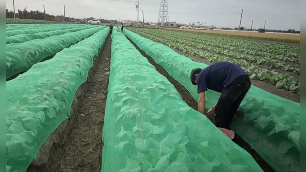 防颱大作戰！　花椰菜田鋪網如蓋棉被防風　蔥田備妥抽水機