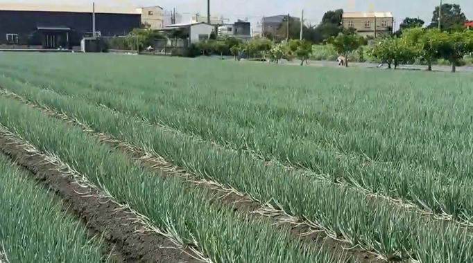 防颱大作戰! 花椰菜田鋪網如蓋棉被防風 蔥田備妥抽水機