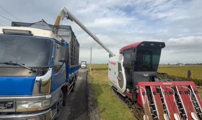 防颱大作戰! 花椰菜田鋪網如蓋棉被防風 蔥田備妥抽水機