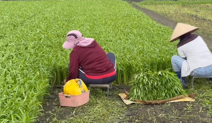 防颱大作戰! 花椰菜田鋪網如蓋棉被防風 蔥田備妥抽水機