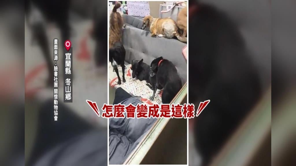 豪雨淹冬山動物關懷協會　毛孩站沙發上很無助