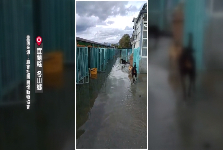 豪雨淹冬山動物關懷協會 毛孩站沙發上很無助