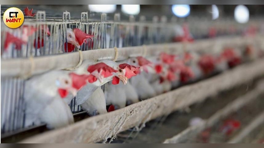 文雅畜牧場又驗出芬普尼雞蛋　農業部：重罰移送檢調