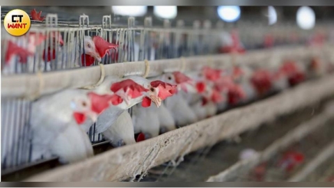 文雅畜牧場又驗出芬普尼雞蛋　農業部：重罰移送檢調