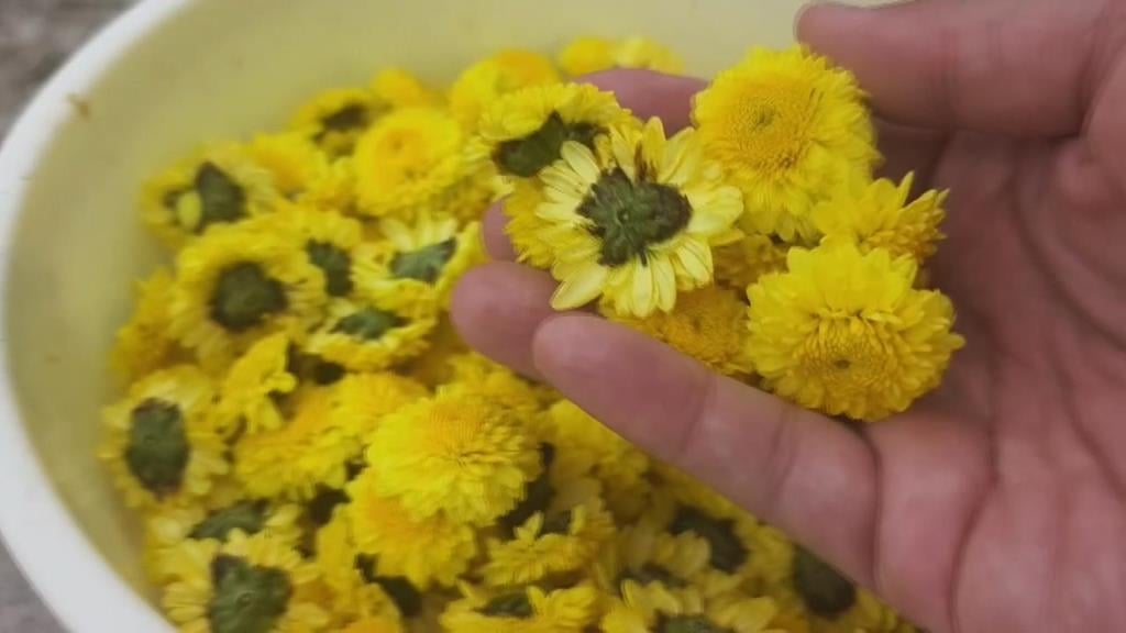 銅鑼杭菊幸運躲過風災　　開花大約四成吸引遊客拍照