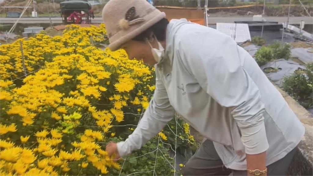 銅鑼杭菊幸運躲過風災 開花大約四成吸引遊客拍照