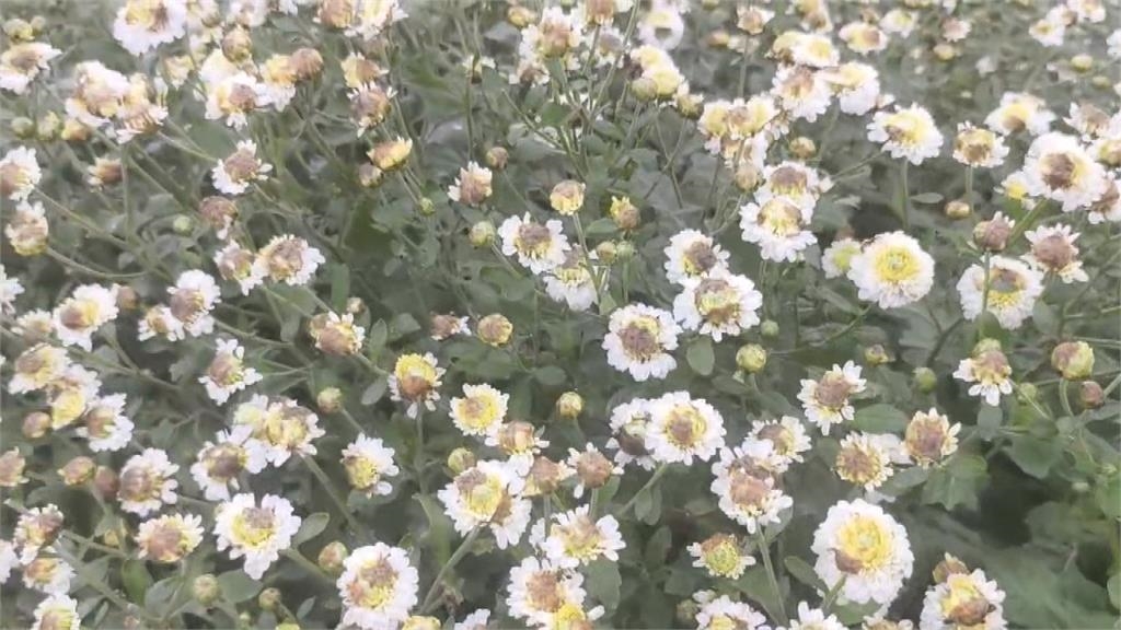 銅鑼杭菊幸運躲過風災 開花大約四成吸引遊客拍照