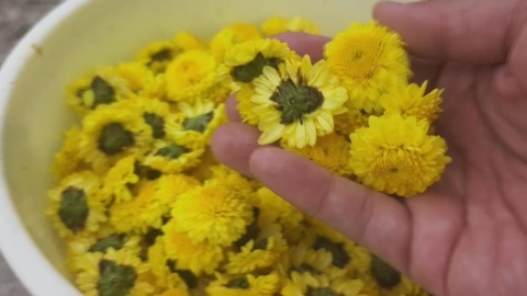 銅鑼杭菊幸運躲過風災 開花大約四成吸引遊客拍照