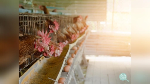 「C碼」雞蛋不安全?非籠飼蛋比較健康?10大雞蛋迷思一次破解!