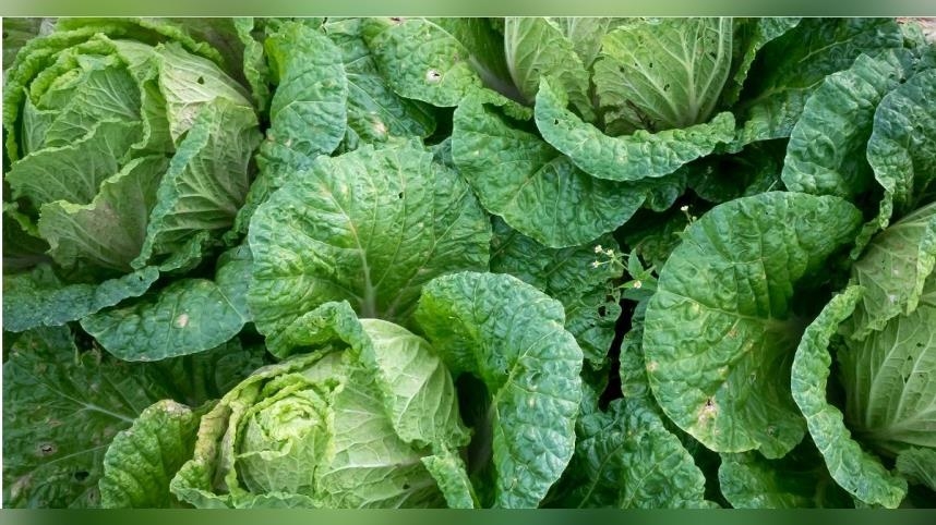 如何辨別高麗菜壞掉？日廚師曝「腐敗3警訊」