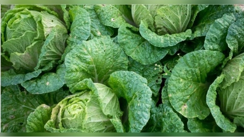 如何辨別高麗菜壞掉?日廚師曝「腐敗3警訊」