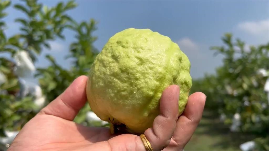 天母買水果「3顆芭樂被收600元」妹子嚇壞！在地人曝真相：這是種尊重