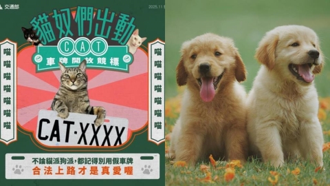 貓奴豪砸58萬得標「CAT-8888」車牌!狗派崩潰「DOG為何禁用」原因曝光了