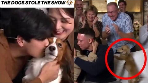 MLB(影)／養狗才能拿MVP？大谷、法官獲獎「愛犬」互動吸睛獲讚：最有價值的狗