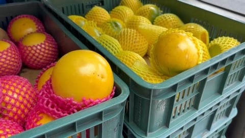 黃金果4顆賣988元！名嘴控坑殺觀光客　老闆：總統來也一樣價格