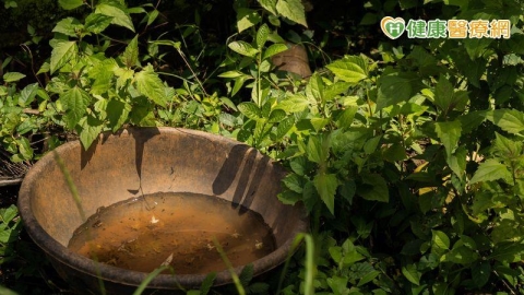 登革熱蔓延!高雄、屏東出現群聚跡象?3病例都去過同一市場