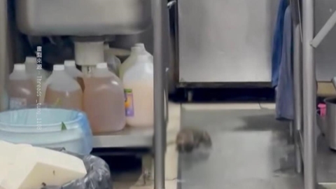 大肥鼠廚房覓食趴趴走　網友目擊嚇壞