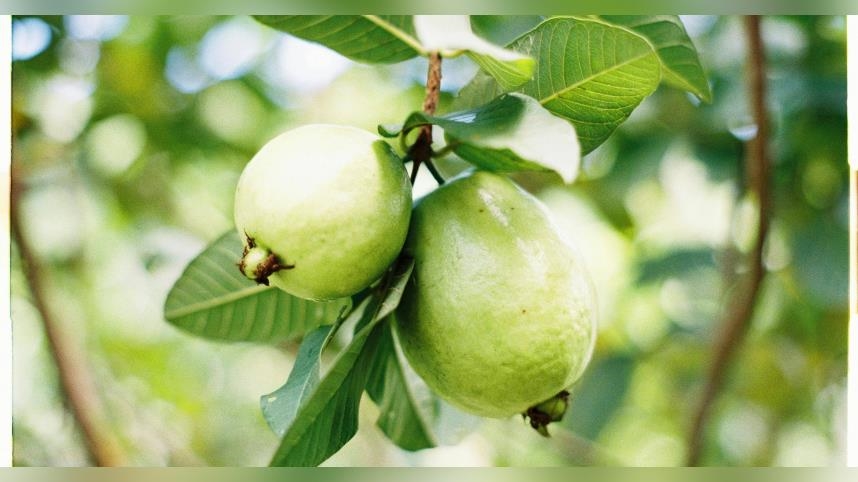 天母買芭樂「3顆600元」網友吃驚　常客逆風挺店家：價錢真的正常