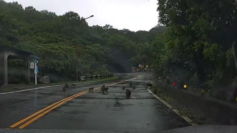山道猴子！陽明山「獼猴群佔領馬路」　網笑：猩球崛起？