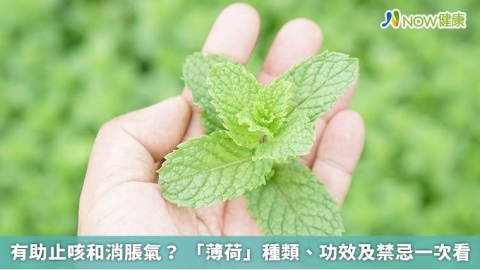 有助止咳和消脹氣？ 「薄荷」種類、功效及禁忌一次看