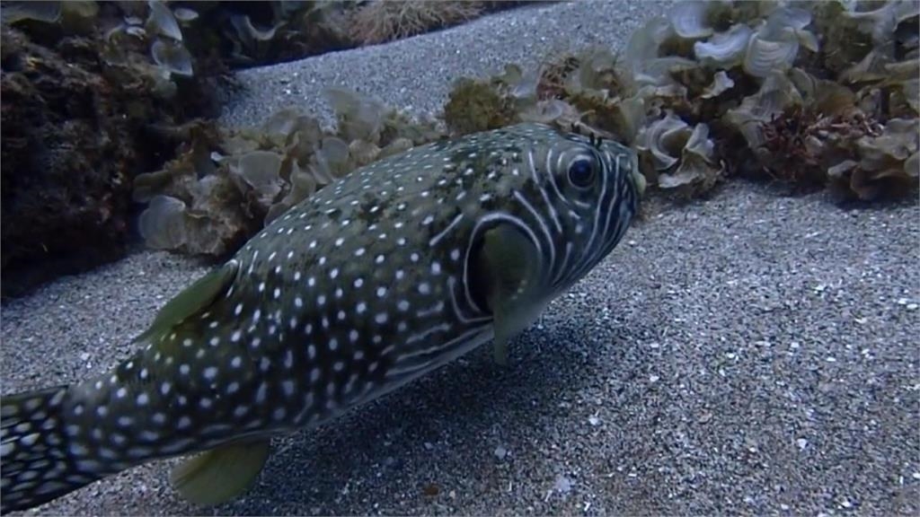 不是河豚就有「毒」! 澎湖特產"六斑點刺河豚"無毒又美味
