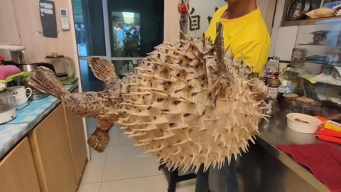 不是河豚就有「毒」! 澎湖特產"六斑點刺河豚"無毒又美味