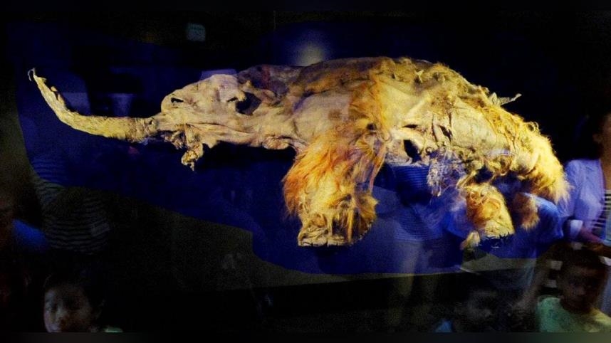 猛瑪象死前幾分鐘「基因在做什麼」？科學家解碼　4萬年前RNA奇蹟保存改寫歷史