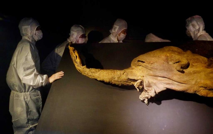 研究團隊從Yuka肌肉與皮膚樣本中成功提取並分析最古老RNA分子，顯示死前基因活性。