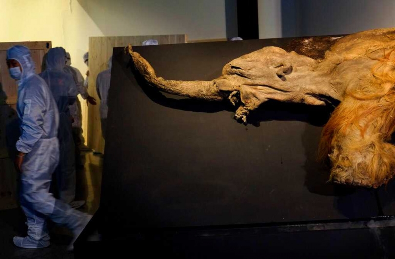 本次研究由哥本哈根大學與瑞典古遺傳學中心合作，揭示冰河時期生物的分子生命證據。