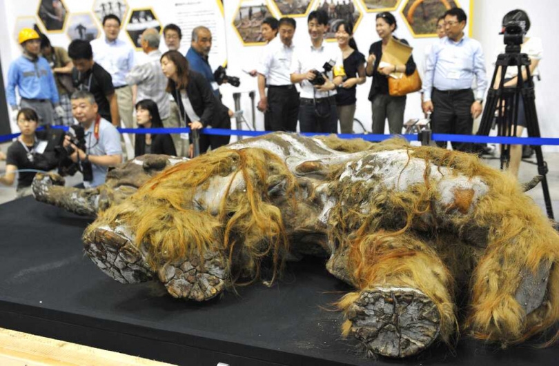 猛瑪象幼象Yuka的遺骸於2010年在西伯利亞永凍土中被發現，保存狀態近乎完整。