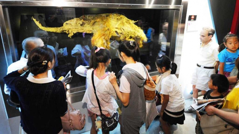 猛瑪象幼象Yuka的遺骸於2010年在西伯利亞永凍土中被發現，保存狀態近乎完整。